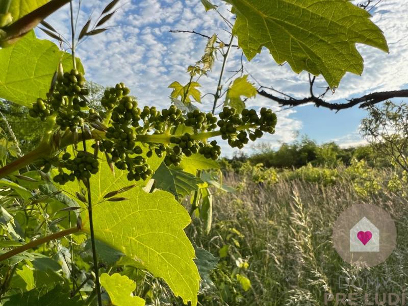 BA/RAČA - Investment or wine growing? Vineyard for sale