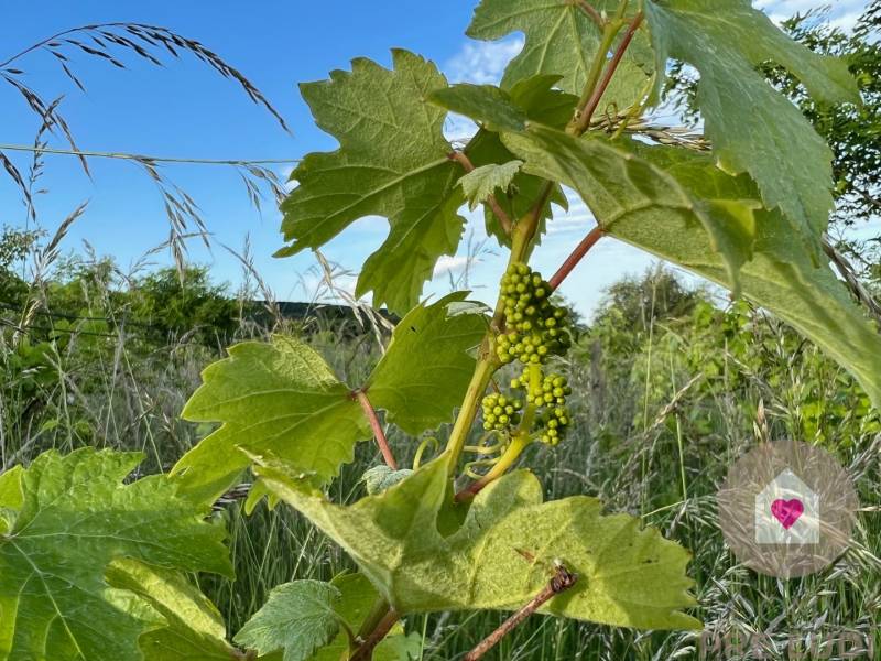 BA/RAČA - Investment or wine growing? Vineyard for sale