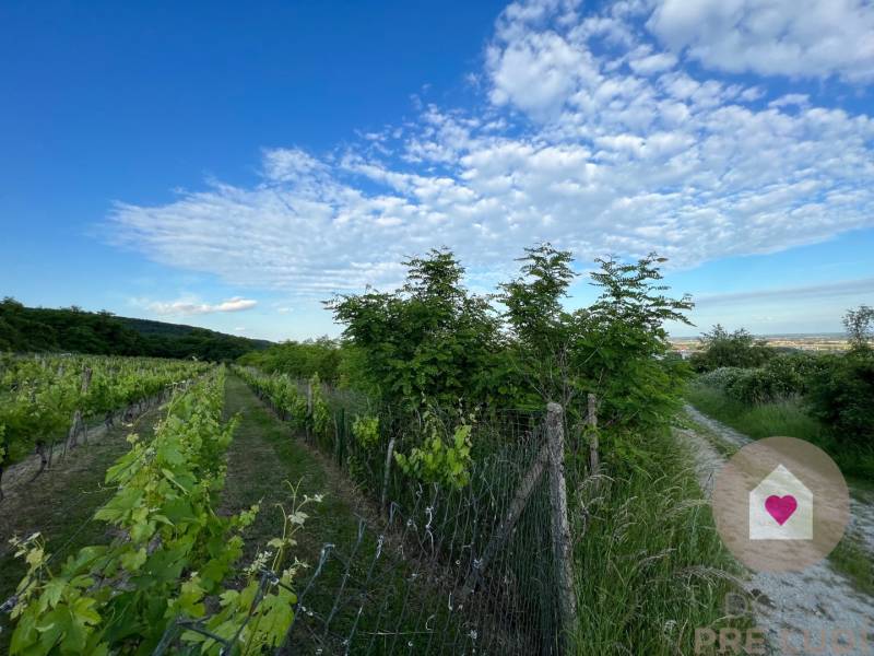 BA/RAČA - Investment or wine growing? Vineyard for sale